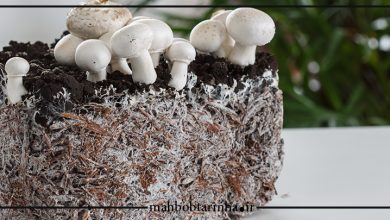 تصویر از پرورش قارچ خوراکی در خانه با کمترین تخصص و امکانات