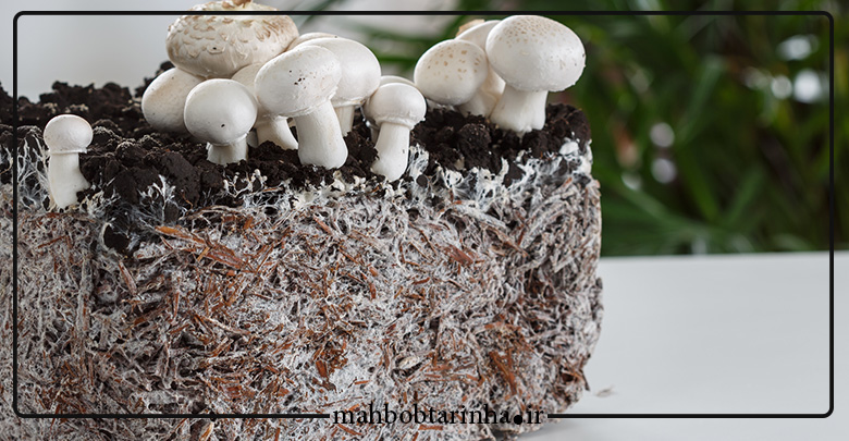 پرورش قارچ خوراکی در خانه مجله اینترنتی محبوب ترین ها