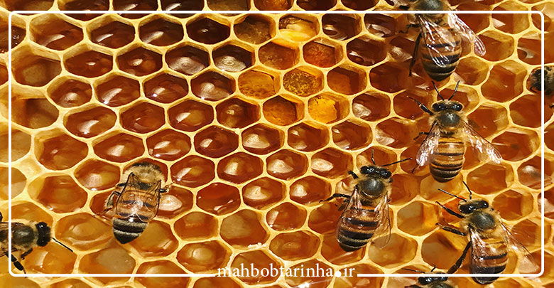 چرا زنبور عسل خانه اش را شش ضلعی می سازد؟