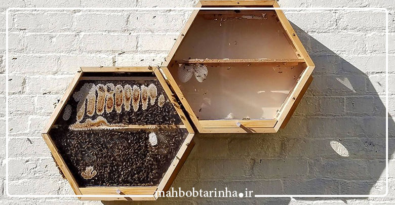 چرا موم زنبور عسل شش ضلعی است؟